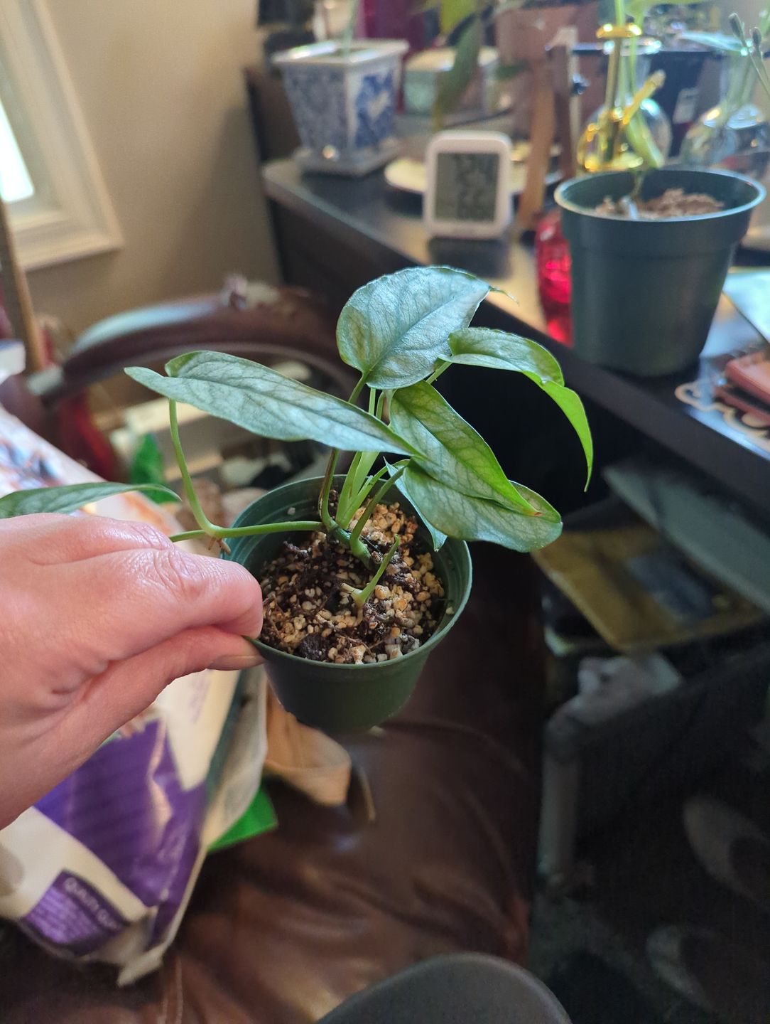 Customer photo review of Monstera siltepecana