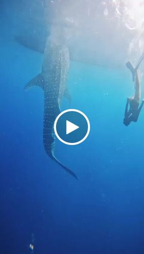 Customer video review of Bagira G Sleeve Long Sleeve Swimwear