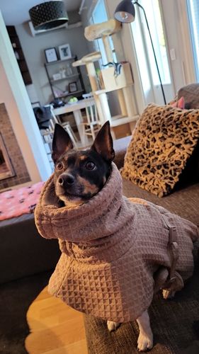 Customer photo review of PAIKKA Drying Coat Spa Taupe for Dogs