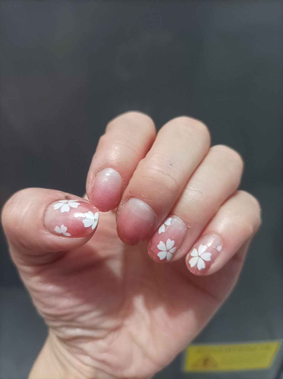 Customer photo review of Cherry Blossom