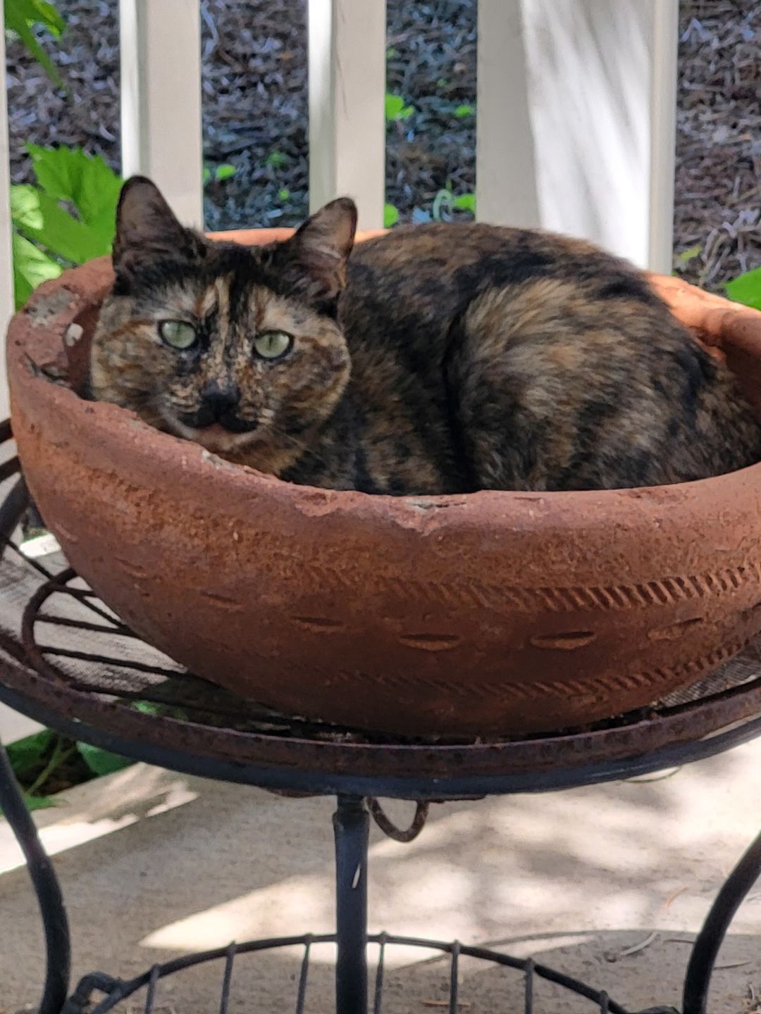 Customer photo review of KING KALM CBD 75mg - Small Dog & Cat Formula  20lbs or less