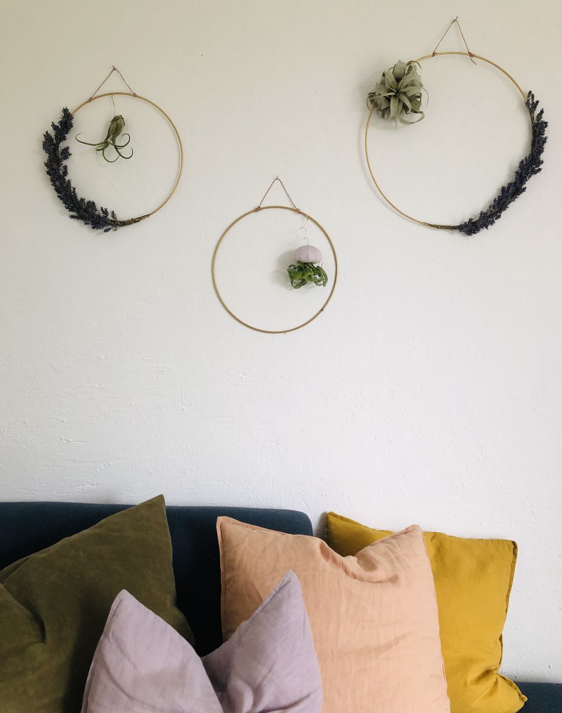 Customer photo review of Tillandsia xerographica 'Bonsai'