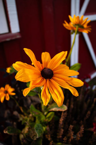 Customer photo review of Black-Eyed Susan Seeds