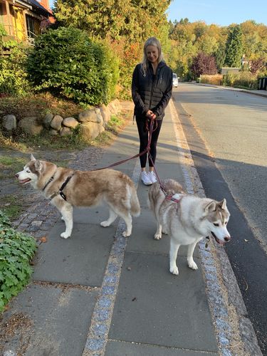 Customer photo review of Kæledyrsplejebørste