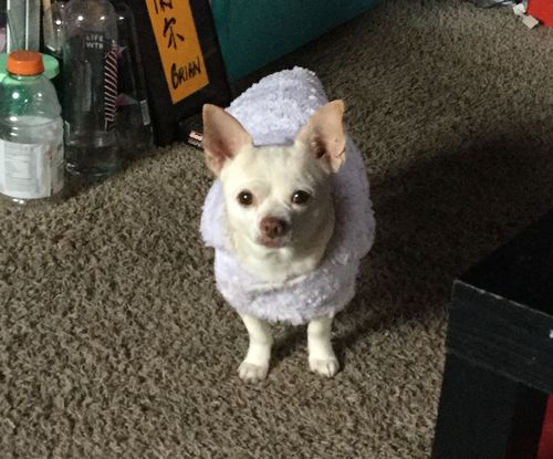 Customer photo review of CANINE CUSH