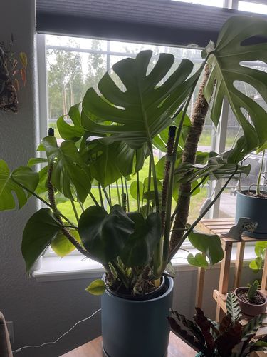 Customer photo of The Original Bendable Coir Pole™ - Best Seller (Tape Included) from Nicole W.