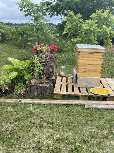 Customer photo review of Canada-10 Frame Unassembled Deep/Brood Box With Frames and Foundation