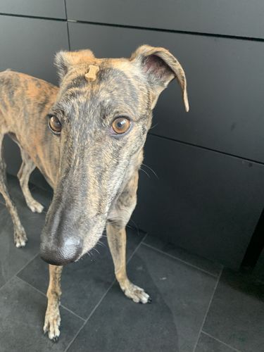 Customer photo review of Lucky Belly