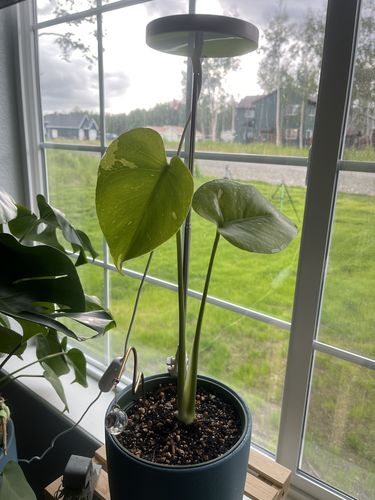 Customer photo of 28" Adjustable LED Plant Light from Nicole W.