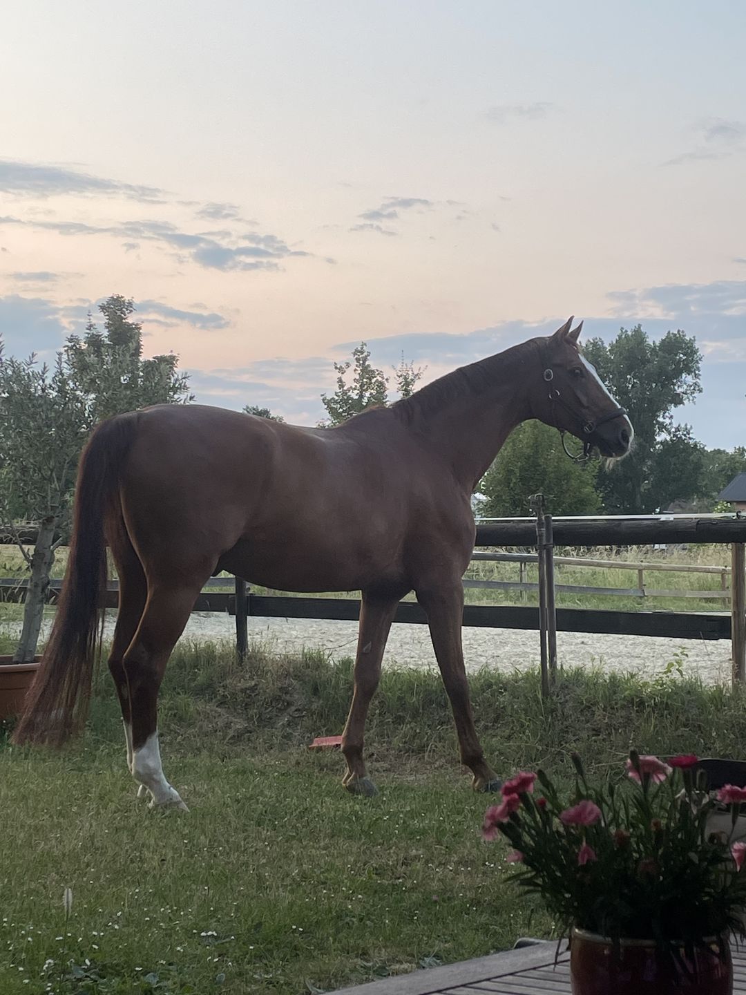 Customer photo review of Wurmtest Basic Pferd
