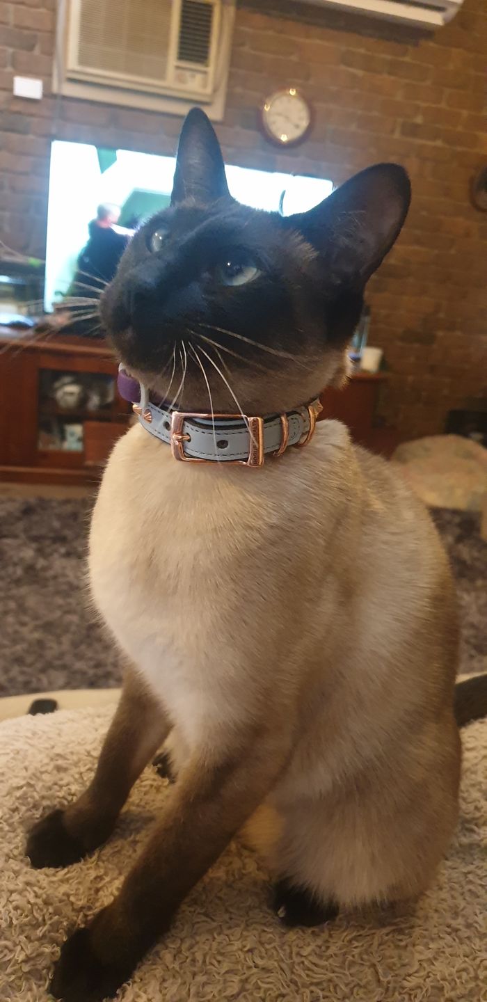 Customer photo review of Hand Made Leather Dog Collar - Imperial Baby Blue & Rose Gold (Slim fit)