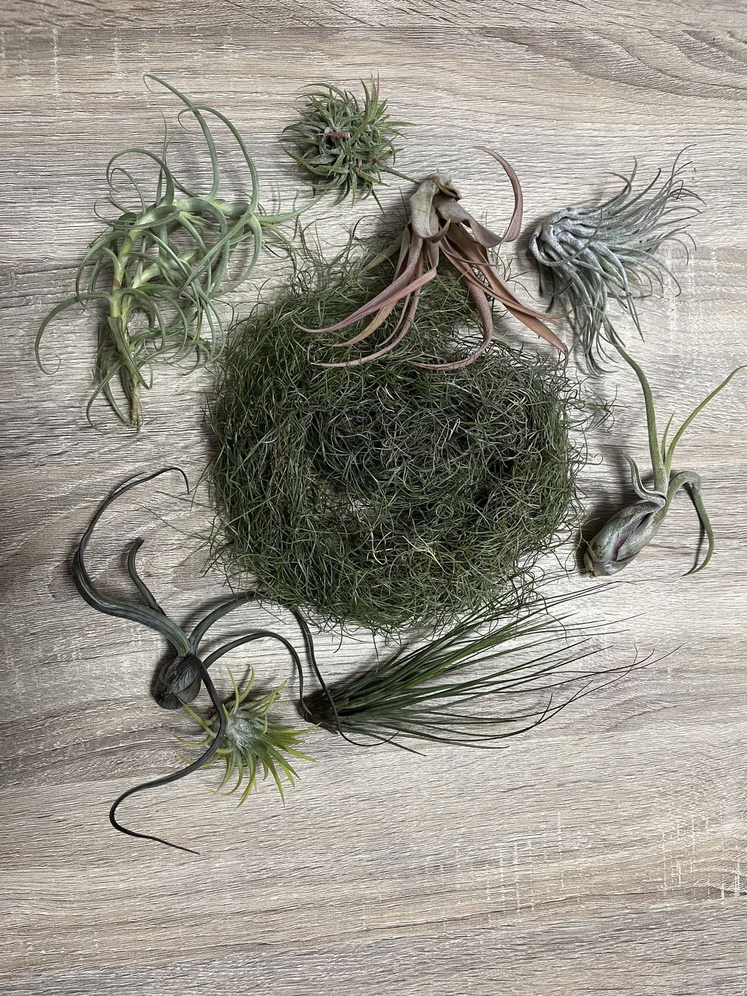 Customer photo review of *6 Pack* Premium Air Plants Mix  *Cannot Be Shipped Internationally*