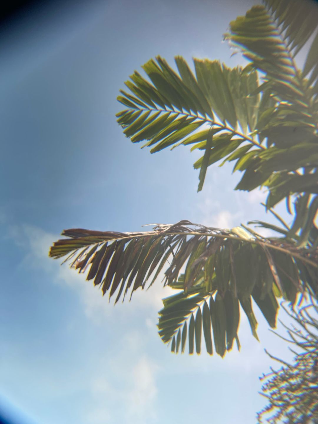 Customer photo review of SpectraZoom X 18 Phone Lens