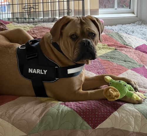 Customer photo review of No Pull Dog Harness Australia