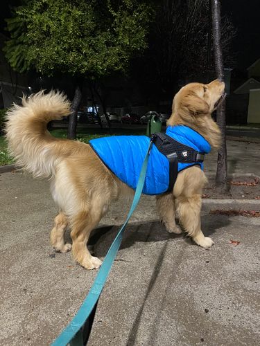 Customer photo review of Chaqueta perro airyvest azul / negro