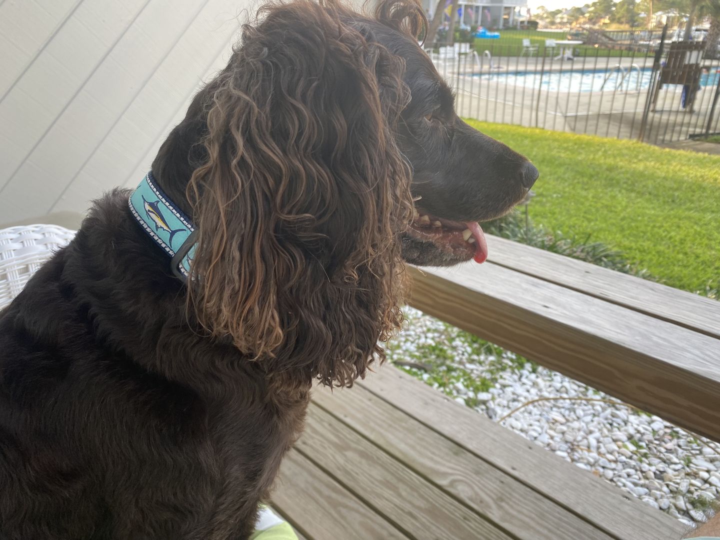 Customer photo review of Collar | Marlin