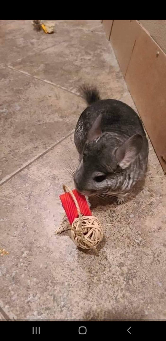 Customer photo review of Vine Balls - 2" (6cm)