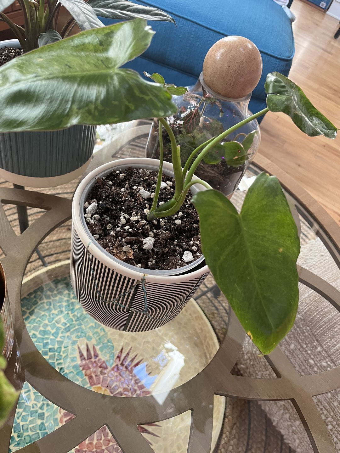 Customer photo review of Philodendron 'Paraiso Verde'