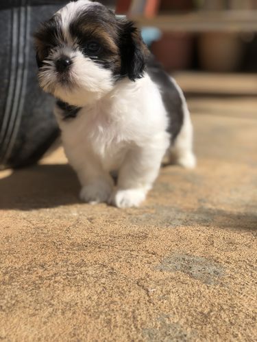 Customer photo review of Rubans Oxidised Silver Plated Faux Ruby Studded traditional necklace set
