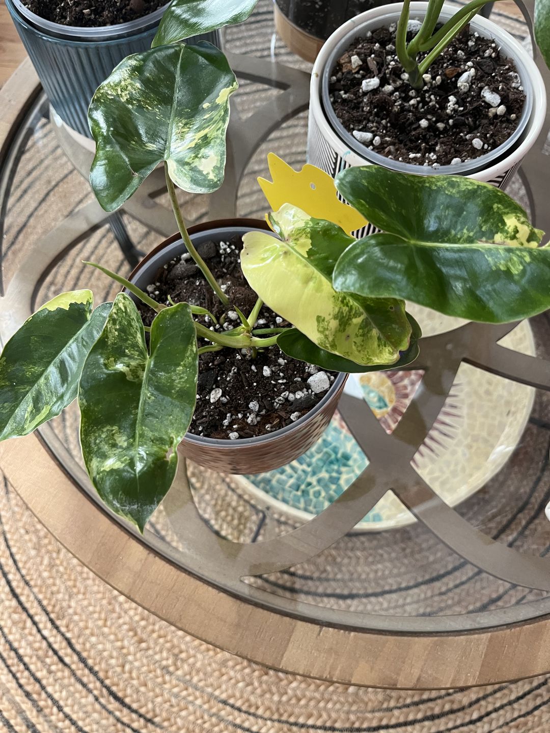 Customer photo review of Philodendron 'Burle Marx Variegata'
