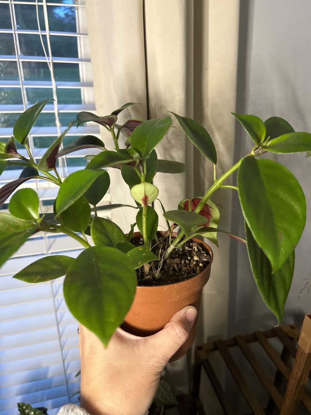 Customer photo review of Goldfish Nematanthus 'Champagne Jam' Hanging Basket