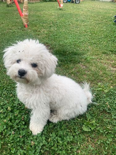 Customer photo review of Shiny Hair Probe