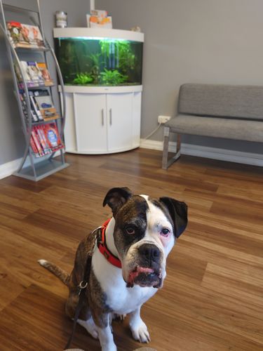 Customer photo review of Lucky Belly