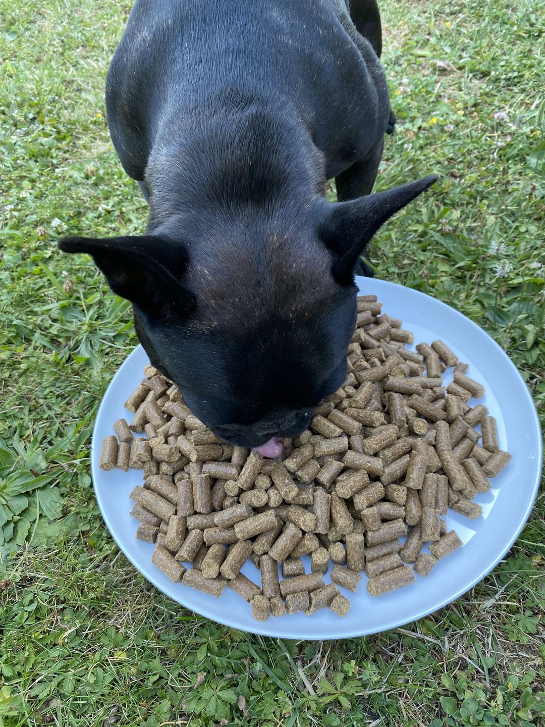 Customer photo review of Hundefutter Complete +10 Superfoods