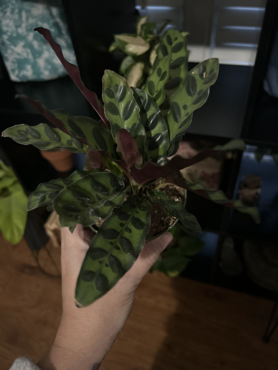 Customer photo review of Calathea lancifolia "Rattlesnake"
