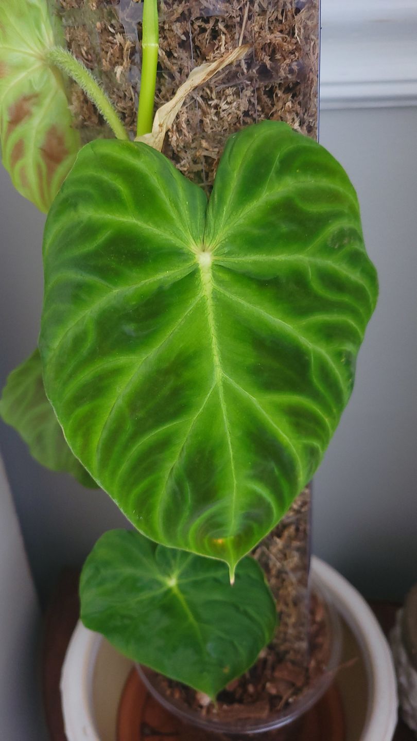 Customer photo review of Philodendron verrucosum