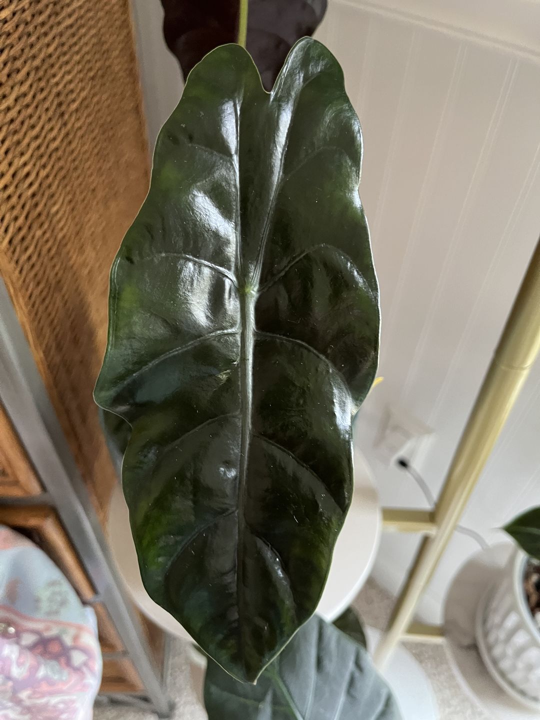 Customer photo review of Alocasia 'Chantrieri'