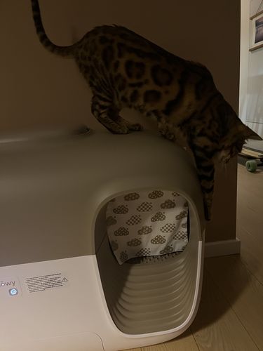 Customer photo review of Self-Cleaning Litter Box