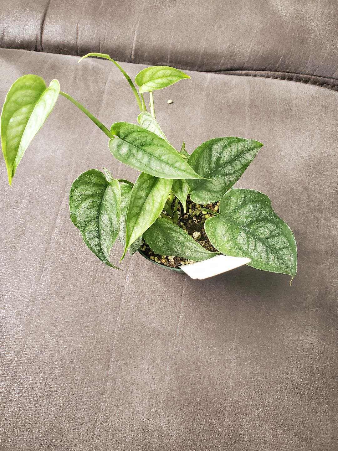 Customer photo review of Monstera siltepecana