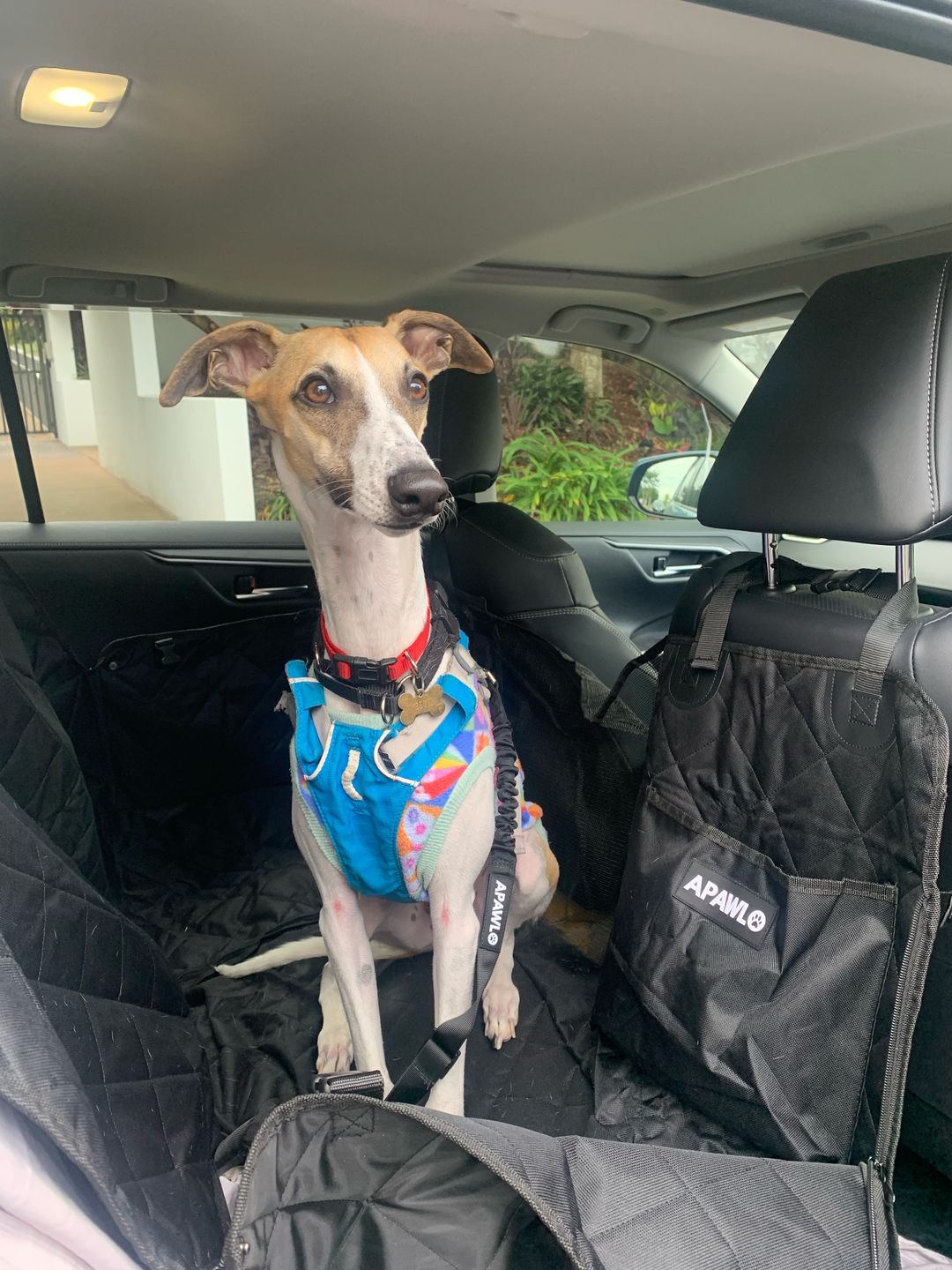 Customer photo review of 4-in-1 Dog Car Seat Cover