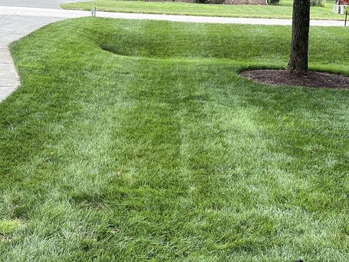 Customer photo review of Protene Performance Summer Fertilizer