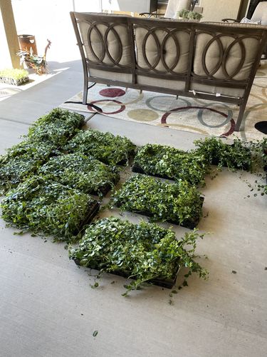 Customer photo review of Vinca Minor Bowles 50 count Flat