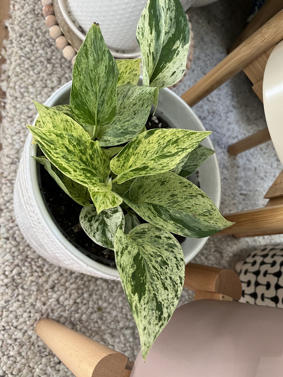 Customer photo review of Pothos Epipremnum aureum 'Marble Queen'