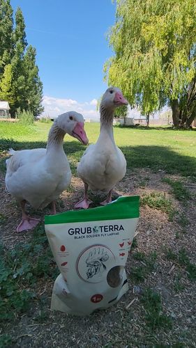 Customer photo review of GrubTerra Dried Larvae