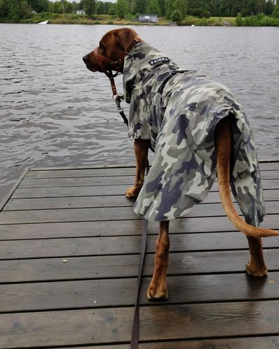 Customer photo review of Recovery Raincoat Camo for Dogs
