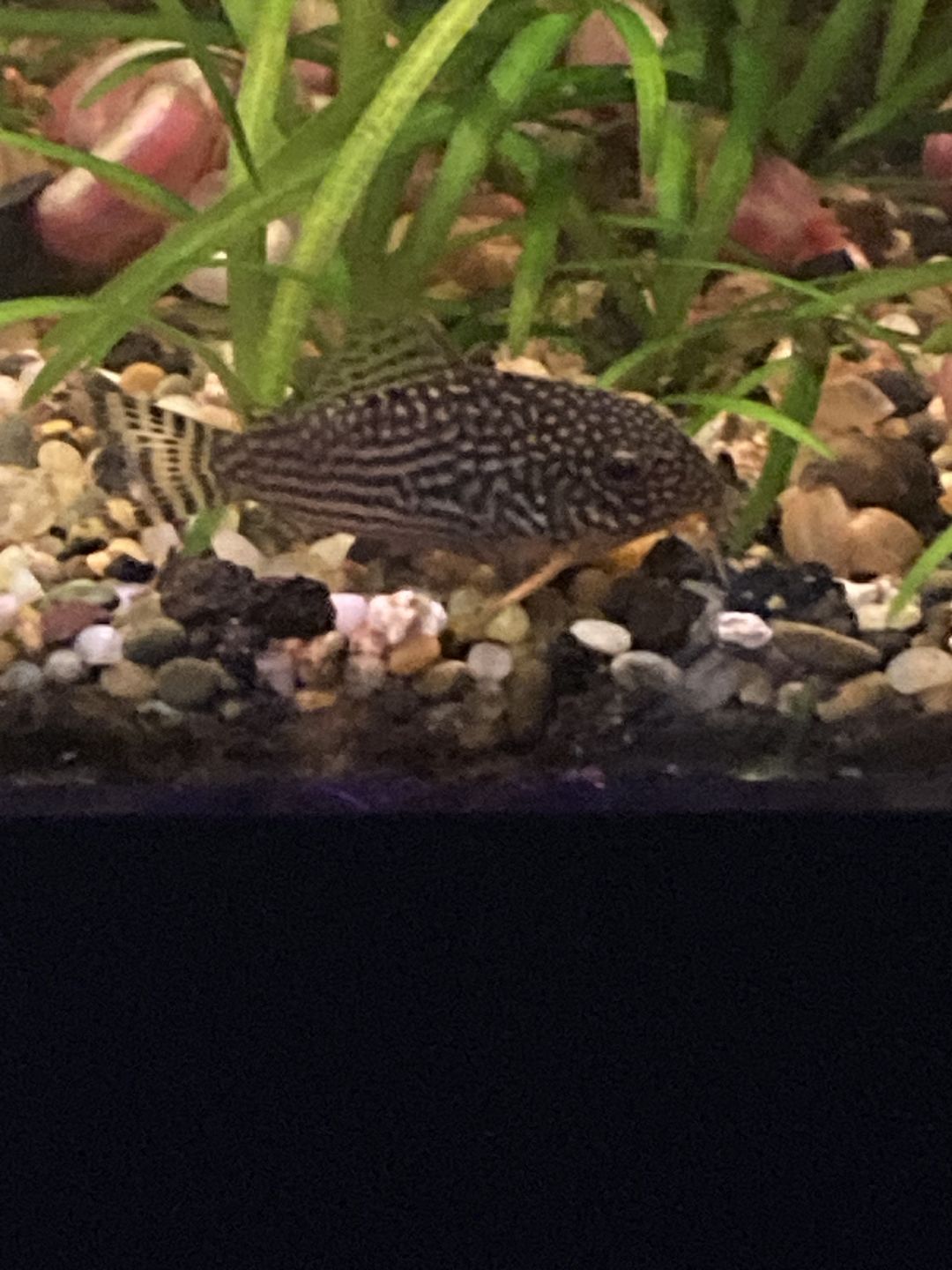 Customer photo review of Xtreme Scrapers (Algae Wafers)