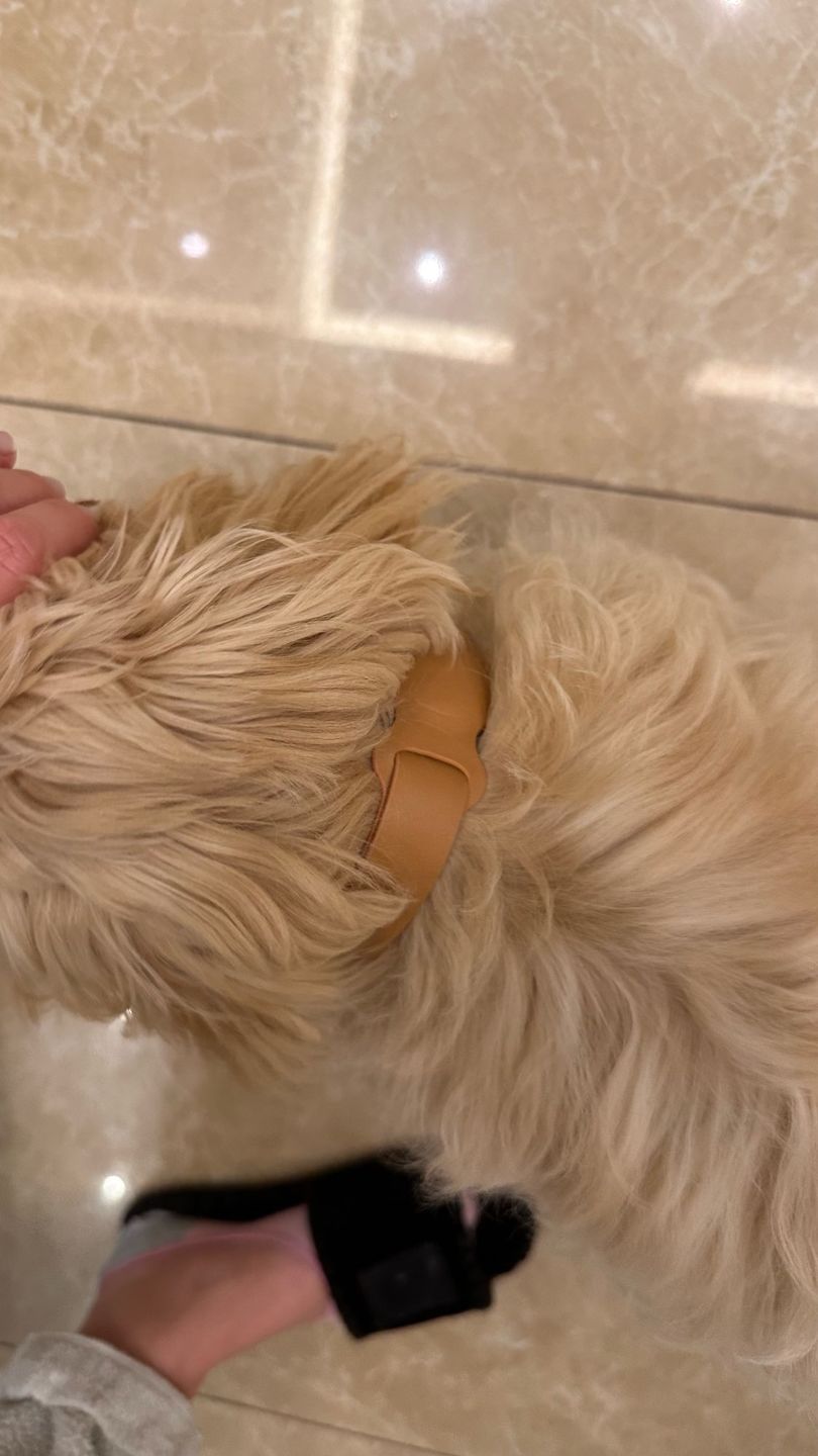 Customer photo review of Leather Collar for Apple Airtag