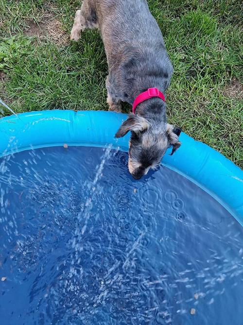 Customer photo review of Sprinkler Wasserspielmatte für Hunde