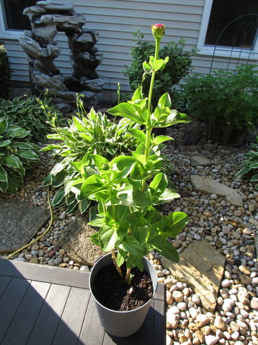 Customer photo review of Cut and Come Again Zinnia Seeds