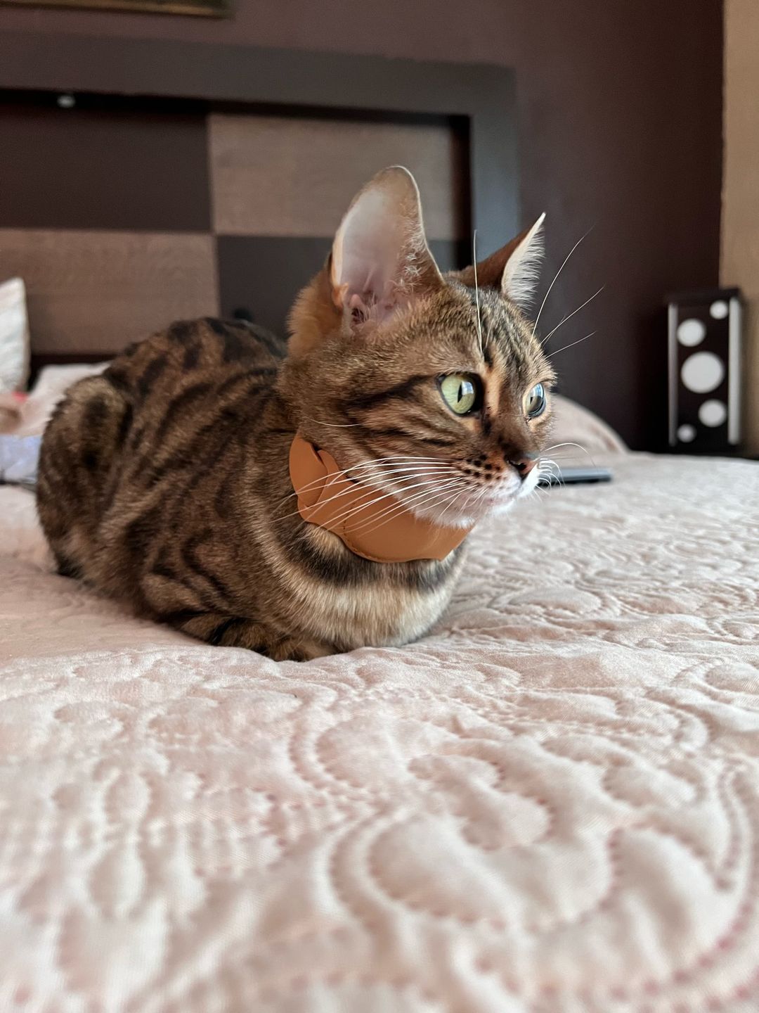 Customer photo review of Leather Collar for Apple Airtag