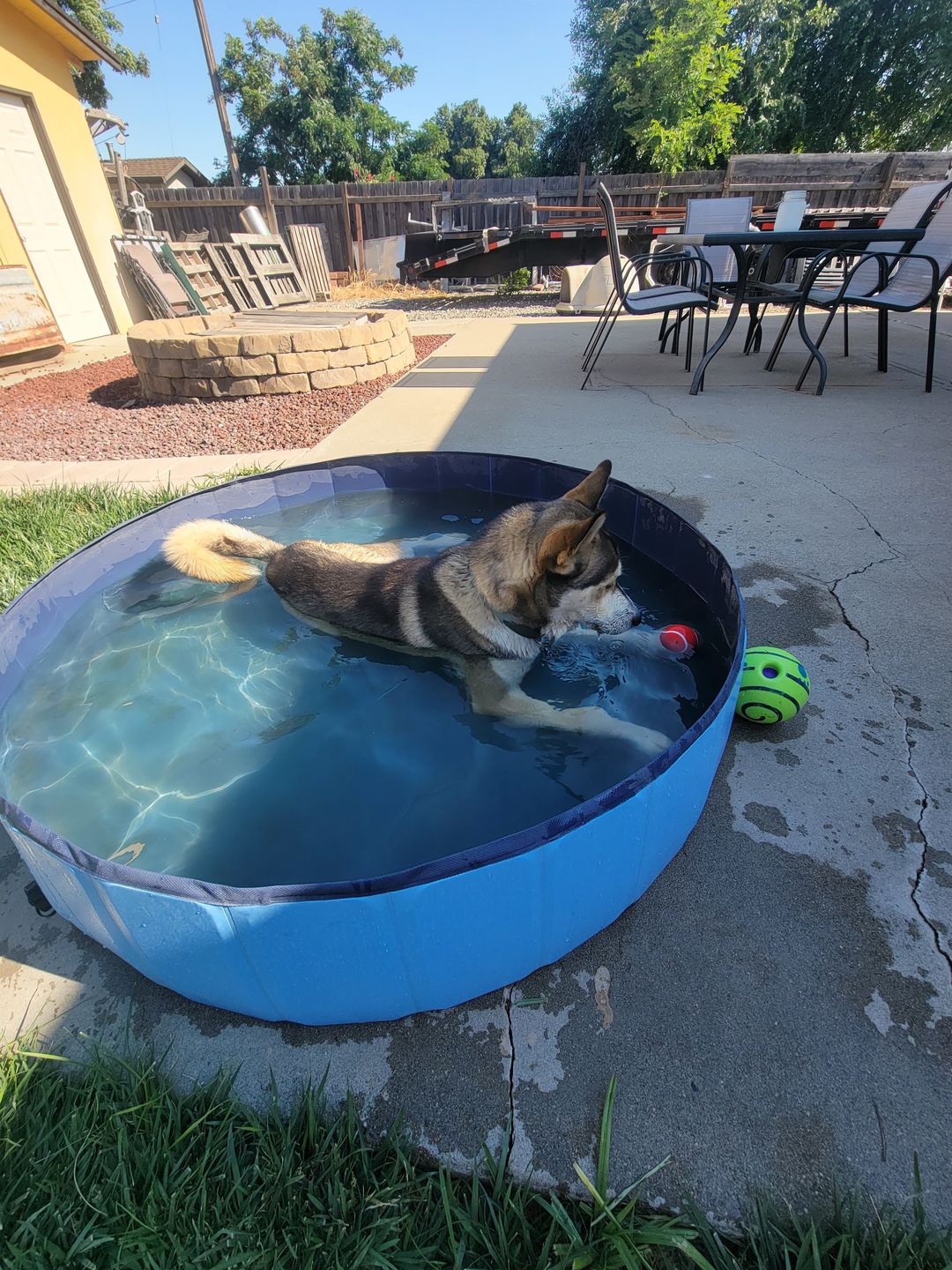Customer photo review of NEW Pop-Up Foldable Outdoor Dog Bath & Swimming Pool With Side Drain (+FREE POOL COVER!)
