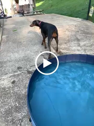 Customer video review of NEW Pop-Up Foldable Outdoor Dog Bath & Swimming Pool With Side Drain (+FREE POOL COVER!)