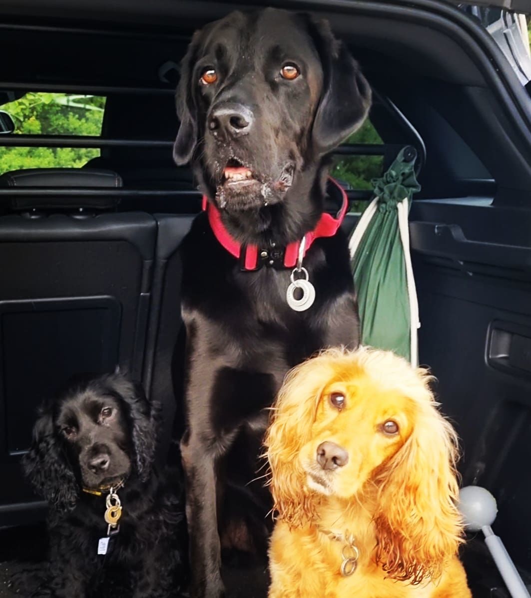 Customer photo review of 4cm Combat® Collar | With Handle & Rated Clip - Burgundy v2.0