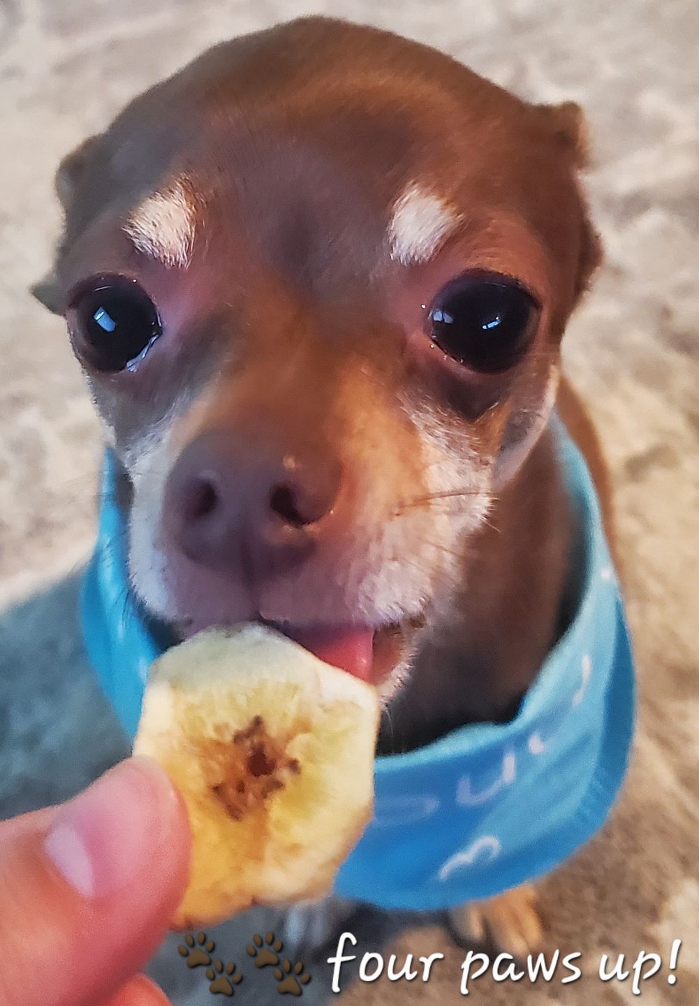 Customer photo review of Banana Chips