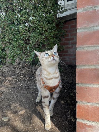 Customer photo review of Keepaws™ Leather AirTag Harness