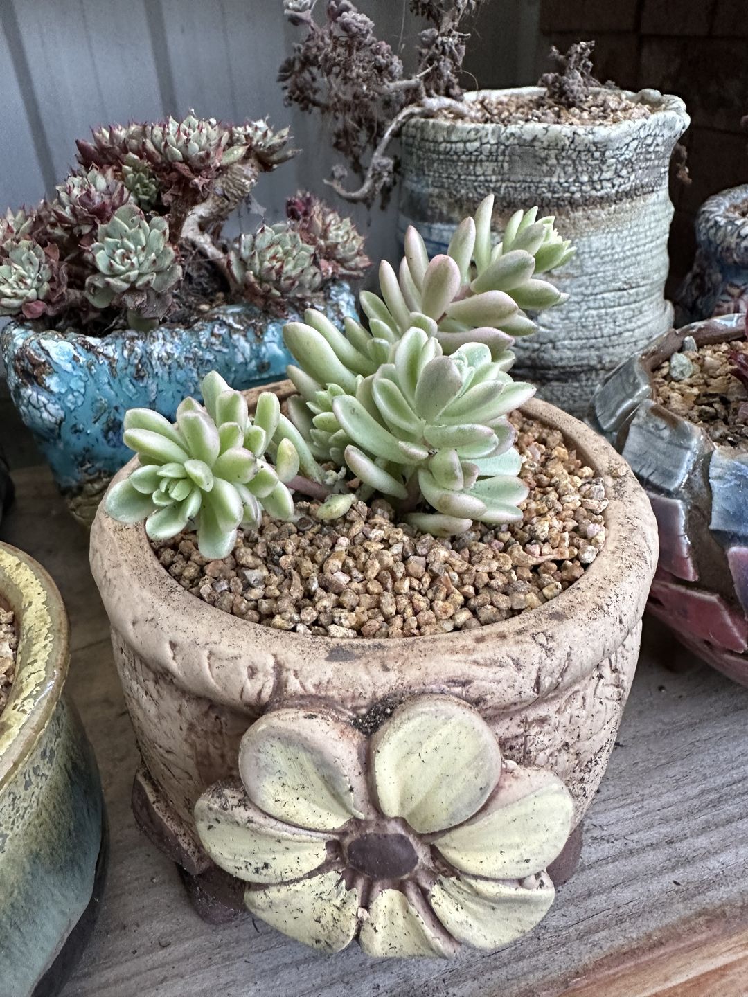 Customer photo review of Sedum Joyce Tulloch Variegata